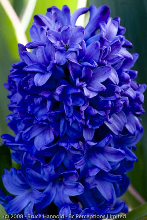 PURPLE HYACINTH